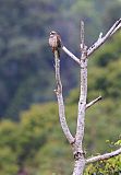 Gray-faced Buzzard